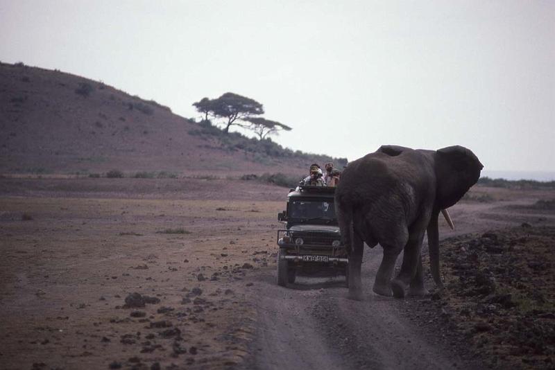 RWT 0195 209-35 Kenya Close Call.jpg